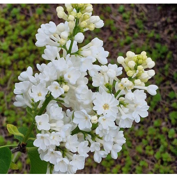 Lilak pospolity Rochester - Syringa vulgaris