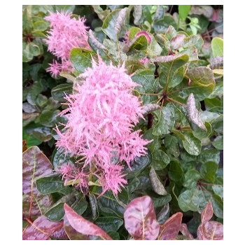 Perukowiec podolski Smokey Joe-Cotinus coggygria