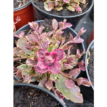 Dąbrówka rozłogowa różowo-purpurowa - Ajuga reptans