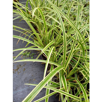 Turzyca japońska Gold Band-Carex morrowii