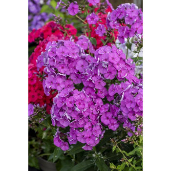 Płomyk wiechowaty Lavendelwolke - Phlox paniculata