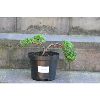Jałowiec rozesłany Nana - Juniperus procumbens 0019