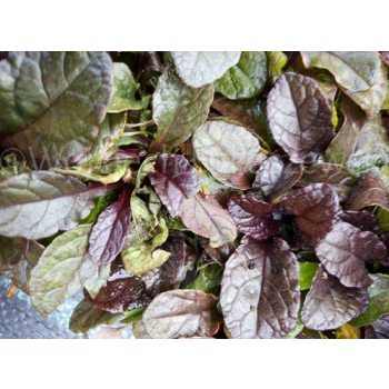 Dąbrówka rozłogowa-Ajuga reptans