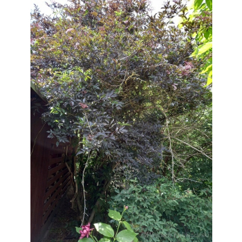Bez czarny Black Beauty-Sambucus nigra