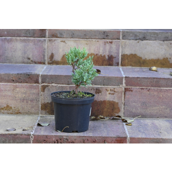 Jalowiec łuskowy Holger - Juniperus squamata 0006