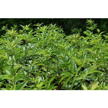 Bez koralowy - Sambucus racemosa