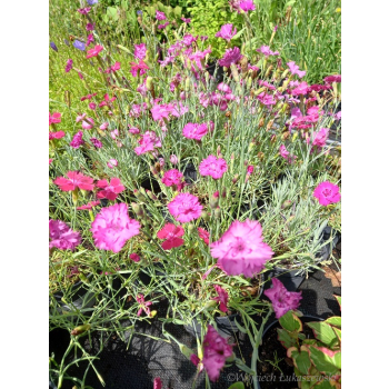 Goździk siny-Dianthus gratianopolitanus