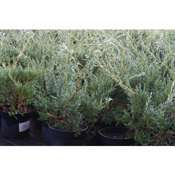 Jałowiec wirginijski Hanna Chmielnik - Juniperus virginiana