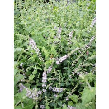 Mięta truskawkowa - Mentha species
