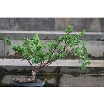 Jałowiec chiński Shimpaku - Juniperus chinensis 0086