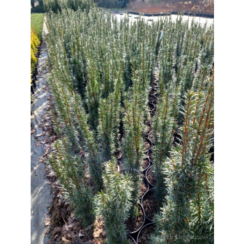 Taxus baccata Kazimierz Nowak