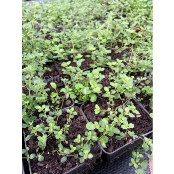 Macierzanka piaskowa-Thymus serpyllum