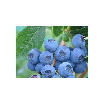 Borówka Bluecrop-Vaccinium corymbosum