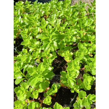Rozchodnik kaukaski-Sedum spurium