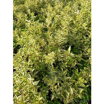 Żylistek wysmukły Marmorata-Deutzia gracilis