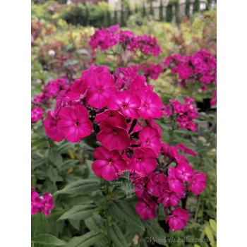 Płomyk wiechowaty Famous Magenta - Phlox paniculata