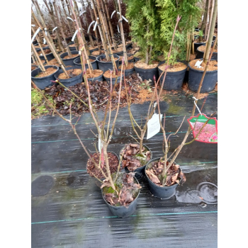 Trzmielina płaskoogonkowa-Euonymus planipes