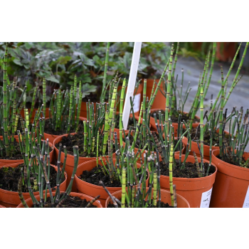Skrzyp zimowy - Equisetum hyemale