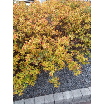 Tawuła japońska Goldflame - Spiraea japonica