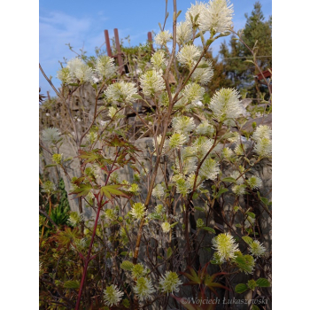 Fotergilla olszolistna Suzanne-Fothergilla gardenii