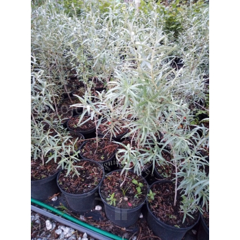 Rokitnik zwyczajny-Hippophae rhamnoides