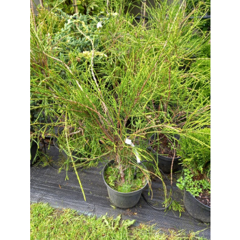 Żywotnik zachodni Filiformis-Thuja occidentalis