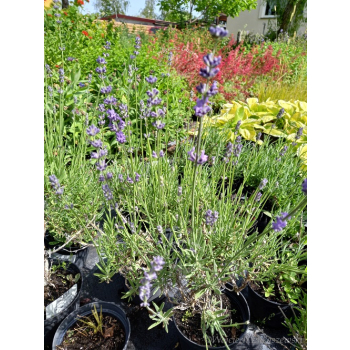 Lawenda ogrodowa-Lavandula vera
