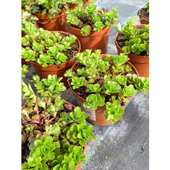 Rozchodnik kamczacki - Sedum kamtschaticum var. ellacombianum Rozchodnik kamczacki - Sedum kamtschaticum var. ellacombianum