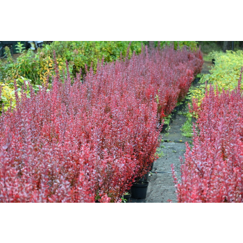 Berberys Thunberga Helmond Pillar - Berberis thunbergii