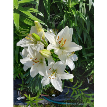 Lilia azjatycka Ivory Pixie-Lilium asiatic