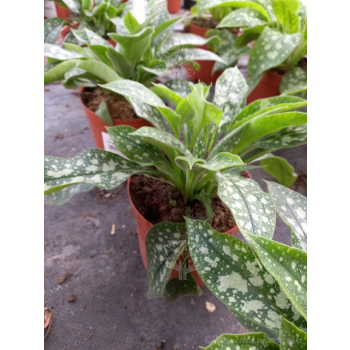 Miodunka wąskolistna-Pulmonaria angustifolia Twinkle Toe