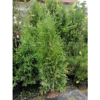 Żywotnik zachodni Malonyana-Thuja occidentalis