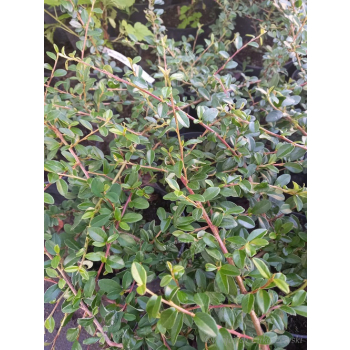 Irga okrywowa-Cotoneaster