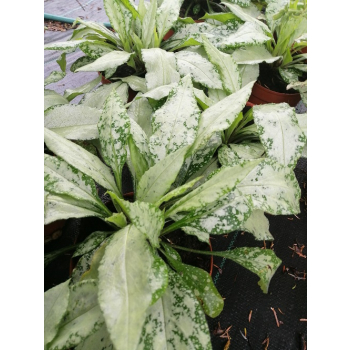 Miodunka Silver Bouquet - Pulmonaria