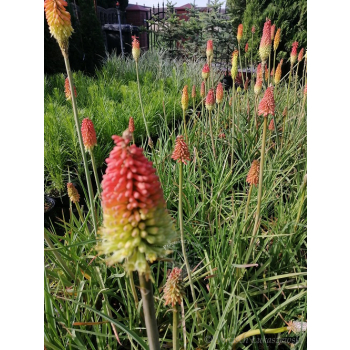 Trytoma groniasta-Kniphofia