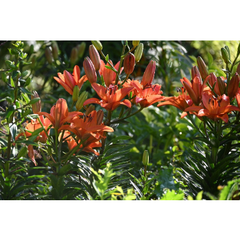 Lilia azjatycka Abbeville`s Pride - Lilium asiatic