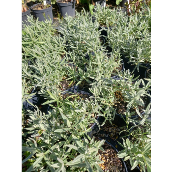 Rogownica kutnerowata-Cerastium bibersteinii