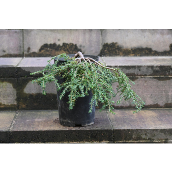 Choina kanadyjska Cole's Prostrate -Tsuga canadensis 0008