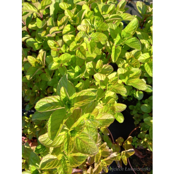 Mięta orange-Mentha citrata