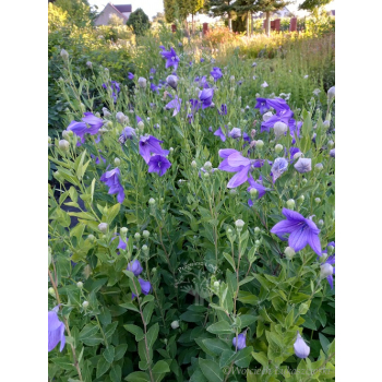 Platykodon niebieski-Platycodon grandiflorus
