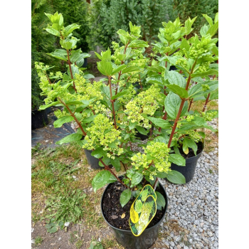 Hortensja bukietowa Magical Moonlight-Hydrangea paniculata