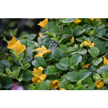 Tojeść rozesłana - Lysimachia nummularia