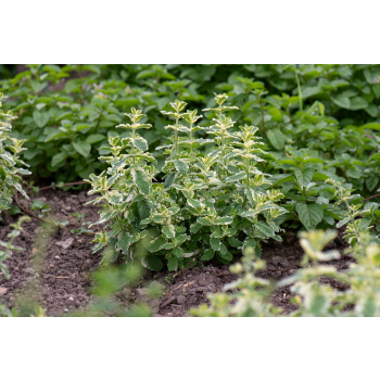 Mięta Variegata - Mentha rotundifolia