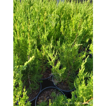 Jałowiec chiński Spartan-Juniperus chinensis