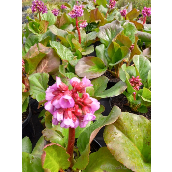 Bergenia sercowata-Bergenia cordifolia