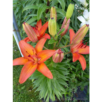 Lilia azjatycka Orange Pixie-Lilium asiatic