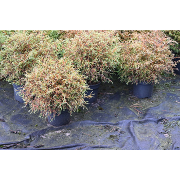 Żywotnik zachodni Mr Bowling Ball - Thuja occidentalis
