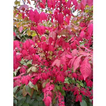 Trzmielina oskrzydlona Fireball-Euonymus alatus