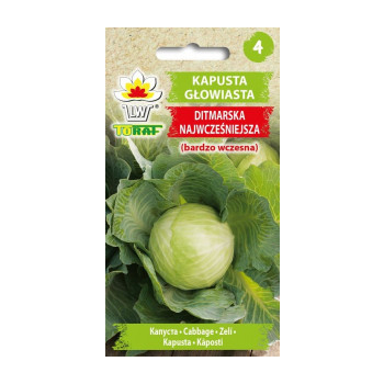 Kapusta głowiasta Ditmarska Najwcześniejsza