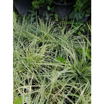 Turzyca oszimska K2 - Carex oshimensis